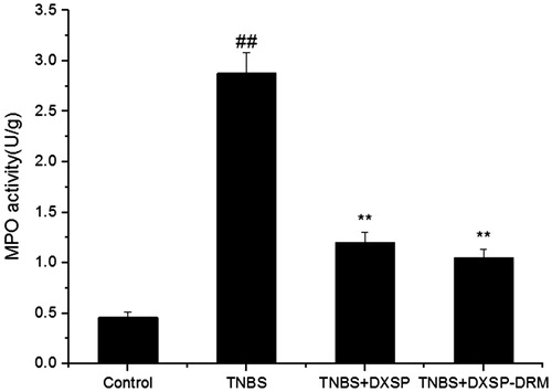 Figure 9. The influence of DXSP and DXSP-DRM on the activity of MPO in the colonic tissue of mouse. ##,**Mean values with different superscript symbols were significantly different. ##p < 0.01 compared to control group; **p < 0.01 compared to TNBS group. Control, control group; TNBS, TNBS group; DXSP, DXSP p.o. group; DXSP-DRM, DXSP-DRM p.o. group.