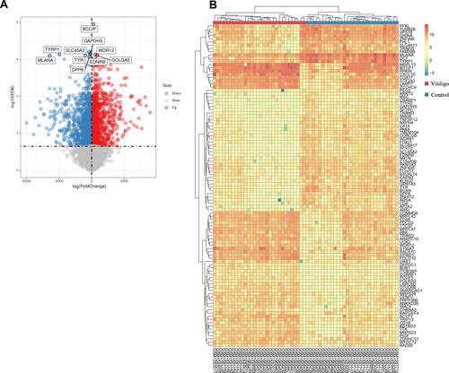 Figure 3 Differentially expressed genes (DEGs) between the vitiligo lesional skin group and non-lesional skin group among three datasets. (A) Volcano plot of DEGs for GSE75819, GSE53146 and GSE65127 datasets. The red and blue spots represented relative upregulated and downregulated DEGs based on |log fold change| >1 and adjusted P-value <0.05. The gray dots represented the genes with no statistically significant differences. The names of the top 10 DEGs are shown in the volcano plot. (B) Cluster heat map of the top 100 DEGs sorted by |log fold change| value. The color in heat maps from green to red shows the progression from low to high levels of gene expression.