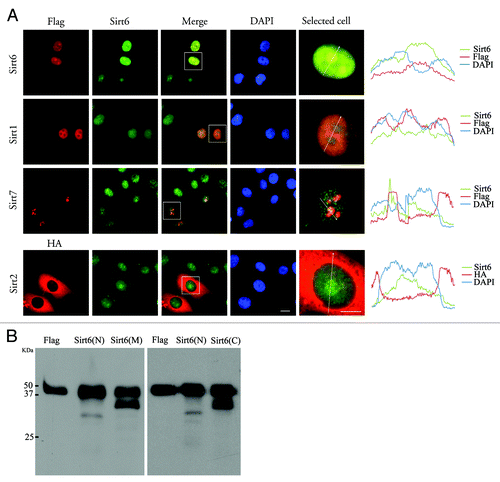 Figure 1. Specificity of the Sirt6 antibody. (A) An anti-FLAG antibody and the anti-Sirt6 antibody that was generated for this study were perfectly co-localized in cells overexpressing Sirt6 (first row). HeLa cells transfected with FLAG-tagged Sirt1, Sirt7 or HA-tagged Sirt2 did not show any increase in the Sirt6 signal, indicating a lack of cross-reactivity of the antibody with other nuclear sirtuins (rows 2–4). Plot profile analysis of selected cells are shown on the right. (B) In a western blot of the lysate of Sirt6-overexpressing cells, the Sirt6 antibody [Sirt6 (M)] detected the same 49 kDa band as the FLAG antibody. Compared with the bands detected by commercial anti-Sirt6 antibodies against its N- and C-termini [Sirt6 (N) and Sirt6(C), respectively], Sirt6 (M) detected one extra lower-molecular weight band, as did the Sirt6(C) antibody. The identity of the lower-molecular weight Sirt6 remains unknown. Scale bar, 10 µm.