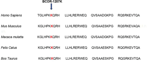 Figure 3. The multiple-sequence alignments from different vertebrate species. Arrows show conserved lysine at p.1207 (https://www.ncbi.nlm.nih.gov/nuccore/?term=BCOR).