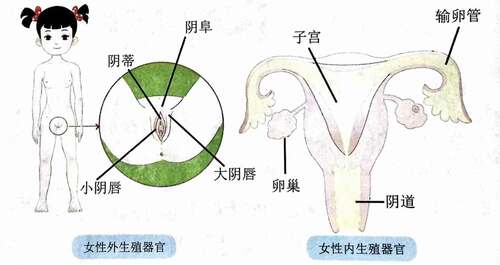 Figure 5. Illustrations from Grade 3 of Cherish Lives showing the female reproductive system (Volume 2, page 6).