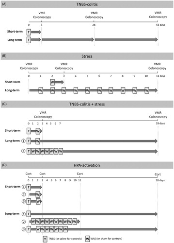 Figure 1. Scheme of the experimental protocol. (A) Short- and long-term effects of TNBS-induced colitis on visceral sensitivity as assessed by VMRs. Rats received an intracolonic enema of TNBS or saline on Day 0 and VMRs were assessed on Day 3 only (short-term) or on Days 3, 28 and 56 post-induction (long-term). (B) Effect of WAS on visceral sensitivity. In the short-term protocol, 1 h WAS was followed by a VMR assessment the next day, whereas in the long-term protocol VMRs were registered before and after 10 consecutive WAS sessions. (C) Protocol exploring a possible additive effect of inflammation and stress. In the short-term experiment, induction of TNBS-colitis was followed by WAS 2 days later and the effect on visceral sensitivity was assessed on Day 3. In the long-term protocol, TNBS-induced rats were exposed to (i) acute (1×) or (ii) repetitive (7×) WAS during acute colitis and VMRs were assessed on Day 28 post-TNBS enema. In all three experimental protocols (A, B and C), colonoscopic evaluation of the colon was performed following each VMR assessment. (D) Protocol exploring the effects of the short- and long-term experiments on the activation of the HPA axis. Serum corticosterone (cort) concentrations were measured before the experiment and at the end of the experiment. In the short-term protocol, the end of the experiment was on Day 3, in the long-term protocol this was on Day 11 (repetitive WAS) or Day 28 (TNBS or TNBS plus repetitive WAS).