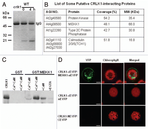 Figure 1 CRLK1 Interacts with MEKK1. (A) One-dimension SDS-PAGE of anti-CRLK1 immunocomplexes from 3-week-old WT or crlk1 plants with or without cold treatment. One mg of total protein was used for immunoprecipitation. (B) A list of putative CRLK1-interacting proteins determined by MALDI-TOF-MS analysis. (C) CRLK1 interacts with MEKK1 as shown by GST pull-down assay. (D) BiFC analysis show that CR LK associates with MEKK1 in vivo. Upper row shows that CRLK and MEKK1 associate both on cell membrane and in endosomes. The middle and last rows are controls. Bar = 10 µm.