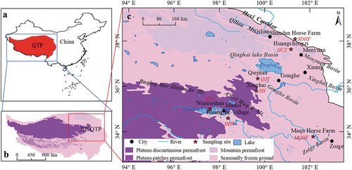 Figure 1. (A) Map of China. (B) Map of the Qinghai-Tibet Plateau (QTP). (C) Location of the study area and distribution of sample sites for palaeo-permafrost remains on the northeastern Qinghai-Tibet Plateau (QTP), Southwest China.The red stars are the sample sites. SDHF, Shandan Horse Farm (Figure 4); HCZ, Huangchengzi section in the Menyuan Basin, Qinghai Province, China (Figure 5); MQHF, Maqu Horse Farm, southern Gansu Province, China (Figure 6); NTS, Mt. Niutoushan on the west bank of the Ngöring Lake in the HAYR (Figures 7 and 9); HHV, Huang’he Village, Madoi County, Qinghai Province in the SAYR (Figure 8); QJT, Qiejitan (Figure 10); XH, Xinghai (Fig. 11).