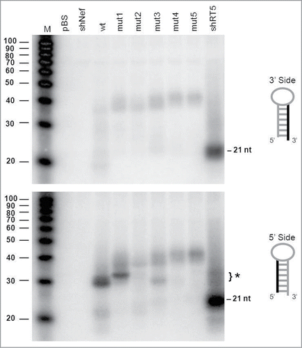 Figure 3. Northern blot analysis of the AgoshRNA cleavage site mutants An irrelevant shRNA (shNef) and Bluescript (pBS) were used as negative controls. The regular 21 nt shRNA products are indicated and the special AGO2-dependent ∼30 nt AgoshRNA products are marked (*). Lane M contains an RNA size ladder. The hairpin side that was probed is marked in the cartoon on the right.