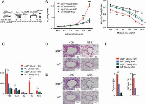 Figure 1. Impaired autophagy exacerbates airway inflammation in house dust mite (HDM)-sensitized obese mice. (A) Experimental timeline. WT and atg5−/− mice were fed with high-fat diet, and then sensitized and challenged with house dust mite (HDM). (B) Lung resistance (RL) and dynamic compliance (Cdyn), (n = 8–10/group) (C) Differential cell counts in BALF (n = 8–10/group). TCC, total cell count; MAC, macrophages; Ly, lymphocytes; Eo, eosinophils; Neut, neutrophils. (D) Hematoxylin and eosin staining. Original magnification: 100 × . (E) PAS staining. Original magnification: 100 × . (F) Quantifications of lung histopathology (n = 3–5/group). Data are representative of three independent experiments. Data are expressed as the mean ± SEM. P-values were calculated using two-way ANOVA test post hoc test with the Tukey’s multiple comparison test. *, P < 0.05 *, **, P < 0.01, ***, P < 0.001.