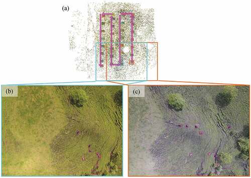 Figure 12. The flight route and two of the images in flight section C in Dataset 1. In (a) the flight route is indicated by arrows and in (b) and (c) the positions of cattle in the images are highlighted by magenta boxes. (b) is rotated 180∘ for comparison with (c). By comparing (b) and (c), we can see that cattle moved long distances during the drone’s zigzag flight.