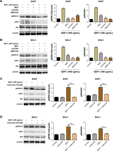 Figure 4 Celecoxib inhibited SDF1-induced activation of Akt–ERK signaling pathways.