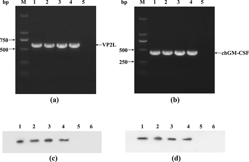 Figure 2. Identification of recombinant viruses. (a) RT-pcr-based detection of VP2L gene inserted into recombinant viruses: lane M: DL2000 marker; lane 1: rClone30-VP2L (P/M) virus; lane 2: rClone30-chGM-csf (P/M)-VP2L (NP) virus; lane 3: rClone30-VP2L (p/m)-chGM-csf (NP) virus; lane 4: rClone30-VP2L-chGM-csf (P/M) virus; lane 5: negative control. (b) RT-pcr-based detection of GM-CSF gene inserted into recombinant viruses: lane M: DL2000 marker; lane 1: rClone30-VP2L-chGM-csf (P/M) virus; lane 2: rClone30-chGM-csf (P/M)-VP2L (NP) virus; lane 3: rClone30-VP2L (p/m)-chGM-csf (NP) virus; lane 4: rClone30-chGM-csf (P/M) virus; lane 5: negative control. (c) Western blot-based detection of VP2L gene expression in recombinant viruses: lane 1: rClone30-VP2L-chGM-csf (P/M) virus; lane 2: rClone30-VP2L (p/m)-chGM-csf (NP) virus; lane 3: rClone30-VP2L (p/m)-chGM-csf (NP); lane 4: rClone30-VP2L (P/M) virus; lane 5: rClone30 virus; lane 6: culture medium control. (d) Western blot-based detection of GM-CSF gene expression in recombinant viruses: lane 1: rClone30-VP2L-chGM-csf (P/M) virus; lane 2: rClone30- chGM-csf (P/M)-VP2L (NP) virus; lane 3: rClone30-VP2L (p/m)-chGM-csf (NP) virus; lane 4: rClone30-chGM-csf (P/M) virus; lane 5: rClone30 virus; lane 6: culture medium control.