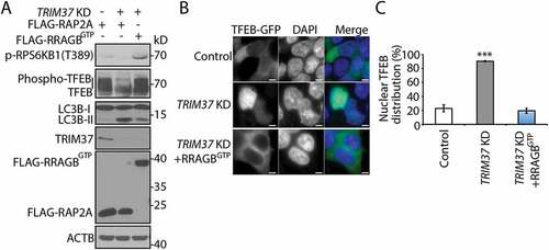 Figure 7. RRAGBGTP expression rescues MTORC1 inhibition and compromises autophagy induction by TRIM37 depletion. (a–c) TRIM37 was silenced in HepG2 cells stably expressing FLAG-RAP2A or FLAG-RRAGBGTP (FLAG-RRAGBQ99L). (a) These cells in normal growth media were collected for protein detection with the indicated antibodies. ACTB is used as a loading control. (b) The cells were also transfected with the TFEB-GFP construct. After 24 h, the localization was analyzed by microscopy. Nuclei were stained with DAPI. Scale bars: 5 μm. (c) Quantification of cells shown in (b). Approximately 20–30 cells expressing TFEB-GFP were obtained and the percentages of cells with predominantly nuclear TFEB-GFP distributions were quantified. The results are presented as mean ± SEM (n = 3) based on 3 independent experiments. ***, p < 0.001 (Student’s t test). FLAG-RAP2A was used as a negative control protein, as described previously [Citation24]