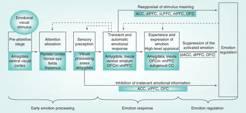 Figure 1. Successive and recurrent mechanisms in emotional processing.Broken arrows indicate enhancing or suppressive effects; solid arrows indicate different emotion regulation strategies at different time points during emotional processing.CC: Cingulate cortex; dACC: Dorsal anterior cingulate cortex; dlPFC: Dorsolateral prefrontal cortex; mPFC: Medial prefrontal cortex; OFC: Orbitofrontal cortex; vlPFC: Ventrolateral prefrontal cortex; vmPFC: Ventromedial prefrontal cortex.Reproduced with permission from Citation[15].
