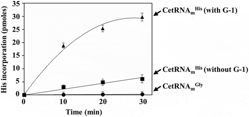 Figure 5. In vitro aminoacylation assay. The in vitro aminoacylation activity of CeHisRSm (1 μM) was tested using in vitro-transcribed CetRNAs (5 μM) as the substrates. The relative amounts of [14C]Histidine that were incorporated into tRNAmHis were subsequently determined by a liquid scintillation counter. The arrows indicate the tRNA species used. CetRNAmGly served as a negative control.