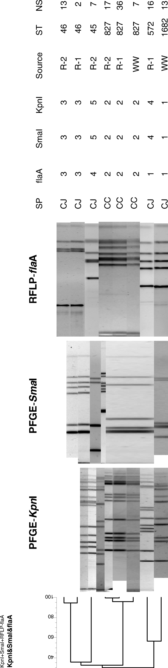 Figure 1.  Dendrogram showing the relatedness among the strains using all of the fingerprinting experiments with a global comparison. Dendrogram constructed with the unweighted pair group method of averages. CJ, C. jejuni; CC, C. coli; ST, sequence type using MLST; NS, number of strains isolated with this genotype; R-1 and R-2, farms; WW, well water.