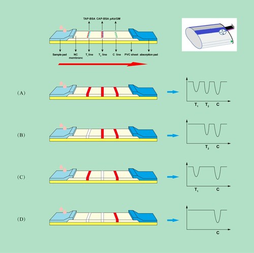 Figure 1. The schematic illustration of FMs-LFA. (A) Negative, (B) TAP/FF positive, (C) CAP positive and (D) TAP/FF and CAP positive.