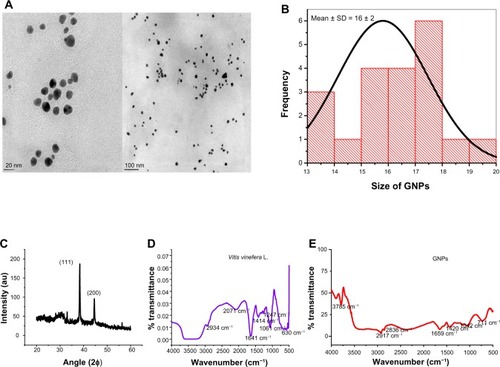 Figure 3 (A–E) Characterization of GNPs (16 ± 2 nm). (A) TEM showing GNPs shape and size. The analysis was carried out at an accelerating voltage of 200 kV. The particles were measured on two different scales: 20 nm and 100 nm. (B) Histogram showing average size of GNPs measured by TEM. (C) X-ray diffraction spectra from the particles. The particles were recorded at 40 kV voltage and 40 MV current using Cu-Kα radiation (λ = 1.5405 Å, scan rate 1°/minute). (D and E) Fourier-transform infrared spectra of Vitis vinifera L. and GNPs. The spectrum was recorded from 500 to 4,000 cm−1 from the GNPs in the transmittance mode using KBr crystal.Abbreviations: GNPs, gold nanoparticles; TEM transmission electron microscopy; SD, standard deviation; KBr, potassium bromide; au, arbitrary unit.