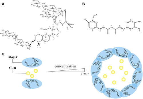 Figure 1 Chemical structures of (A) Mogroside V (Mog-V) and (B) Curcumin (CUR) with protons of representative chemical shifts numbered. Schematic representation of the solubilisation mechanism: self-assembly of Mog-V micelles in aqueous solution to encapsulate CUR (C).