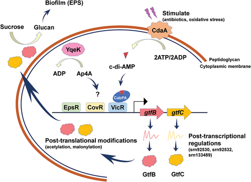 Figure 1.  The regulatory mechanisms of exopolysaccharides synthesis and biofilm formation in S. mutans. c-di-AMP controls S. mutans biofilm formation by regulating gtfB expression through the binding of CabPA to VicR, while Ap4A represses the expression of gtfs through some unknown pathways. VicR, EpsR and CovR regulate S. mutans exopolysaccharides synthesis and biofilm formation directly by binding to the promoters of gtfB and gtfC. Post-translational modifications are also involved in the regulation of Gtfs activities and biofilm formation in S. mutans.