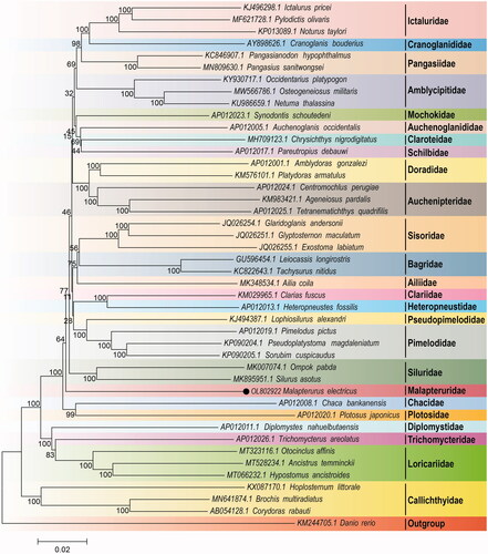 Figure 1. Neighbor-Joining tree based on the 13 protein-coding genes of 43 Siluriformes species and one outgroup species. The number at each node is the bootstrap probability. The number before the species name is the accession number in GenBank. The dark spot indicates the studied species.