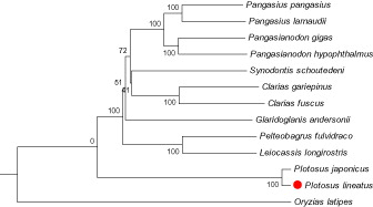 Figure 1. The phylogenetic tree (neighbour-joining topology) based on the comparison of whole mitochondrial genome sequences of 13 species. Numbers at each node represent the bootstrap value for neighbour-joining analysis. Check the accession number of each species in Table 1.