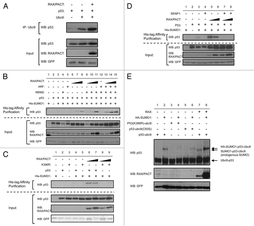 Figure 2 RAX/PACT enhances the association of p53 with Ubc9 to promote p53 sumoylation at lysine 386. (A) RAX/PACT expression promotes the association of p53 and Ubc9. Ubc9, p53 and Flag-tagged RAX/PACT were transiently transfected into H1299 cells. Immunoprecipitation was performed with anti-Ubc9 antibody, and co-immunoprecipitation was detected by western blotting. (B) RAX/PACT enhances p53 sumoylation in vivo. His-tagged SUMO-1 was co-transfected with p53 and the indicated expression plasmids into H1299 cells. Affinity chromatography was used to isolate His-SUMO-1 conjugated proteins, and the sumoylated p53 population was detected by western blotting with antibody to p53. Co-expression of MDM2 and ARF synergize with RAX/PACT to further enhance p53 sumoylation. (C) RAX/PACT mediates p53 sumoylation at lysine 386 since RAX/PACT does not promote sumoylation of the p53(K386R) mutant. (D) RAX/PACT-induced p53 sumoylation is reversible. Co-expression of the SUMO-specific protease SENP1 inhibits RAX/PACT-induced sumoylation of p53. (E) The expression plasmids for p53-Ubc9, p53 (K386R)-Ubc9, p53-Ubc9 (C93S) as well as HA-SUMO-1 and Flag-RAX were co-transfected with 0.1 µg of GFP in H1299 cells. SUMO-conjugated or non-conjugated p53 were detected by western blot. GFP was used as a transfection efficiency control.