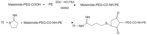Figure 2 General reaction scheme for synthesis of Tf-PEG-PE.Abbreviations: DMSO, dimethylsulfoxide; PEG, polyethylene glycol; PE, L-α-phosphatidylethanolamine; TEA, triethylamine; Tf, transferrin.