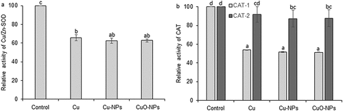 Figure 3. Effect of Cu, Cu-NPs or CuO-NPs (concentration 1 µg L−1) on Cu/Zn-SOD (a) and CAT (b) isoenzyme activity. Vertical bars indicate ± SD. Duncan’s multiple range test was used to test for significance of differences (p ≤ 0.05). Mean values with different letters (a–d) are significantly different (p < 0.05).