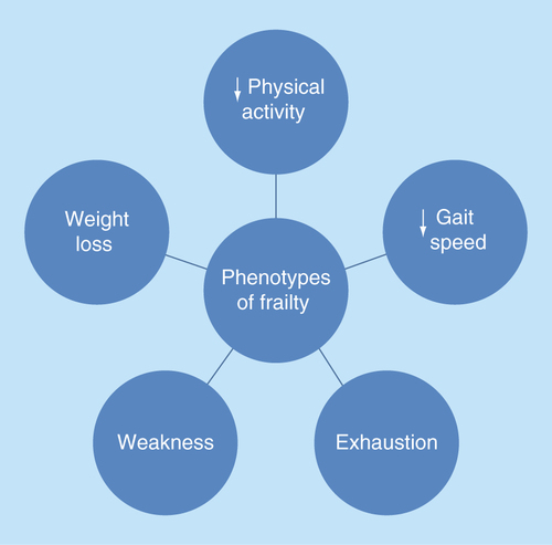 Figure 1.  Phenotypes of frailty.Presence of 0–1 phenotype = not frail, two phenotypes = pre-frail, ≥three phenotypes = frail [Citation5].