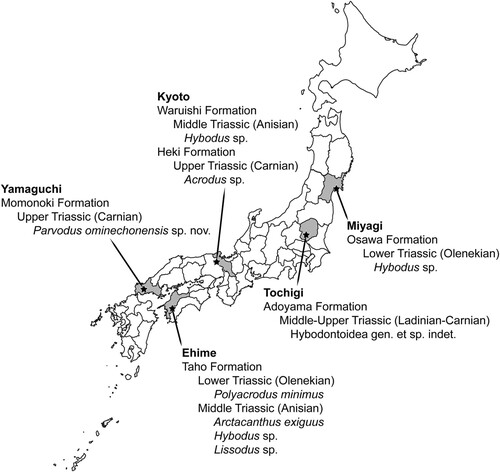 FIGURE 5. Geographic distribution of Hybodontiformes from Triassic strata in Japan.