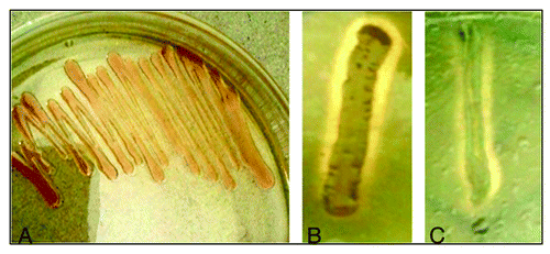 Figure 1. The growth of Oceanobacillus sp. PUMB02 on nutrient agar media supplemented with 2% NaCl (A). The hydrolysis zone on tributyrin plate (B) and olive oil plate (C).
