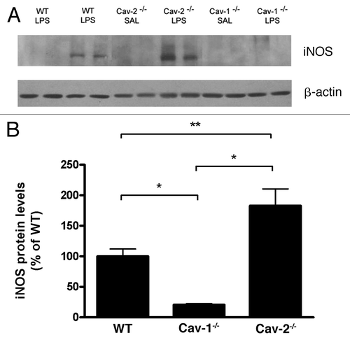 Figure 8 LPS-treated Cav-2-/- mice exhibit increased iNOS expression levels compared to LPS-treated WT and Cav-1-/- mice. (A) iNOS expression was detected by immunoblot of colon lysates obtained from mice injected with saline (SAL) or LPS (20 mg/kg) using a specific antibody for iNOS. (B) Densitometry analysis of the bands detected with iNOS antibody were performed with the Image J analysis software. Each group was composed of five mice. Results of LPS-treated WT were considered to be 100%.