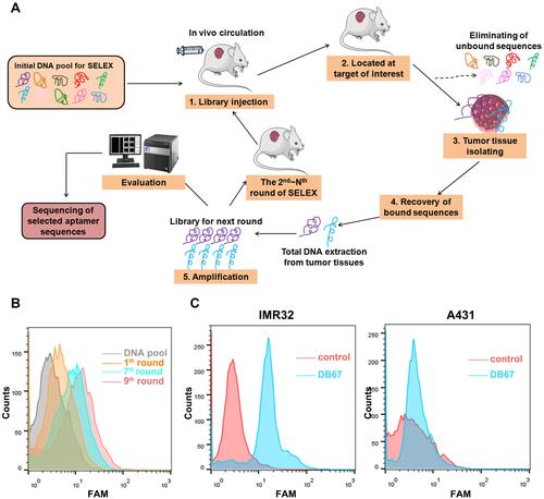 Figure 2 Selection and evaluation of GD2 aptamer. (A) In vivo SELEX process. DNA pool was administered through tail vein injection to GD2+ tumor-bearing mice. DNA pool could distribute rapidly ssDNA were extracted and amplified by PCR. PCR products were preceded to next selection part. (B) Flow cytometry monitoring of selection effect. Selected pool of each round was amplified and labeled by FAM, and further incubated with GD2-coated beads. Fluorescence signal was assessed. (C) Flow cytometry assessment of aptamer for GD2 binding specificities. FAM-DB67 was incubated with GD2+ cells IMR32 and GD2– cells A431, respectively. Fluorescence signal was assessed.