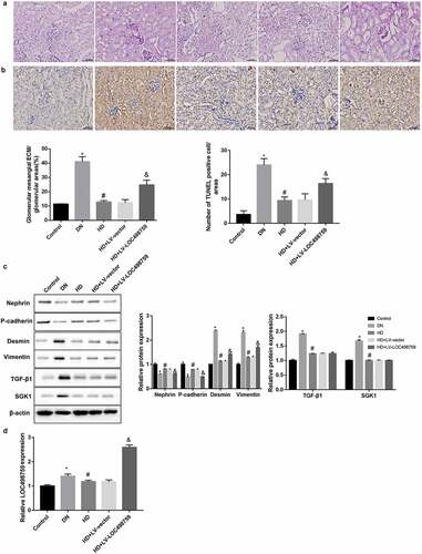 Figure 4. LOC498759 was involved in the Jixuepaidu Tang-1-mediated renal protection in DN mice
