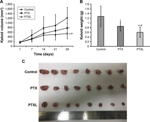 Figure 8 In vivo anti-keloid activity of PTXL.Notes: (A) Keloid volume growth curve within experiment. (B) Comparison of keloid weight between groups; data are represented with mean ± SD (n=8); *P<0.05, **P<0.01 vs control, #P<0.05 vs PTX. (C) Anatomy of keloids in nude mice.Abbreviations: PTX, paclitaxel; PTXL, paclitaxel–cholesterol-loaded liposomes.