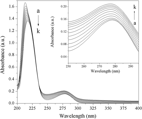Figure 2. Ultraviolet visible absorption spectra of trypsin in absence and presence of acteoside at different concentrations. c(trypsin) = 2.50 × 10–7 mol L−1. Concentrations of acteoside from a to k are 0, 0.67, 1.33, 2.00, 2.67, 3.33, 4.00, 4.67, 5.33, 6.00, 6.67 (×10–6 mol L−1), respectively.