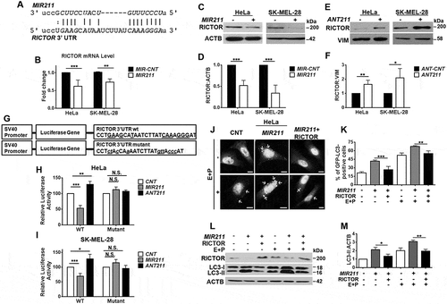 Figure 5. RICTOR was an autophagy-related direct and rate-limiting target of MIR211. (a) MIR211 target sequence in the 3ʹ UTR of RICTOR mRNA. The MIR211 seed sequence was marked in italics. (b) RT-qPCR analysis of RICTOR mRNA levels in control (MIR-CNT)- or MIR211-transfected HeLa or SK-MEL-28 cells (mean± SD, n = 3 independent experiments, **p < 0.03, ***p < 0.01). Data were normalized using GAPDH mRNA as a control. (c) Immunoblots of MIR-CNT or MIR211 transfected cells. RICTOR protein levels decreased following MIR211 overexpression in HeLa or SK-MEL-28 cells. (d) Graph depicting quantification of RICTOR:ACTB ratios in the experimental set-up shown in C (mean± SD, n = 3 independent experiments, ***p < 0.01). (e) RICTOR protein levels were increased following ANT211- but not control antagomir (ANT-CNT)-transfection in HeLa and SK-MEL-28 cells. (f) Graph depicting quantification of RICTOR:VIM ratios in the experimental set-up shown in E (mean± SD, n = 3 independent experiments, *p < 0.05, **p < 0.03). (g) A scheme representing luciferase constructs with wild-type (WT) or mutant MIR211 target 3ʹ UTR MRE sequences of RICTOR. Mutations were marked in lowercase letters. (h and i) Normalized luciferase activity in lysates from HeLa (H) and SK-MEL-28 (I) cells that were co-transfected with wild-type or mutant RICTOR-luciferase constructs and MIR211 or ANT211 (mean ± SD of independent experiments, n = 4, *p < 0.05, **p < 0.03, ***p < 0.01, N.S., not significant). (j) RICTOR overexpression was sufficient to revert MIR211-mediated autophagy induction. HeLa cells were co-transfected with MIR211 or MIR-CNT and a RICTOR expression plasmid lacking the MIR211 target MRE region (MIR211-resistant RICTOR plasmid). GFP-LC3 dot formation was evaluated in the presence or absence of E64D and pepstatin A (E + P). Scale bar: 10 µm. (k) Quantitative analysis of GFP-LC3 dots in the experimental set-up shown in J (mean± SD of n = 3 independent experiments, ***p < 0.01, **p < 0.03). (l) Immunoblots of extracts from cells transfected with MIR-CNT, MIR211 or MIR211 together with the MIR211-resistant RICTOR expression plasmid. (m) Graph depicting quantification of LC3B:ACTB ratios in the experimental set-up shown in L (mean± SD, n = 3 independent experiments, **< 0.03, *p < 0.05).