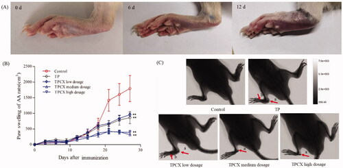 Figure 4. (A) Left paw swelling of RA rat model at day 0, day 6, and day 12 after immunization. (B) Paw swelling change of RA rat model in each group, **p< .01 vs. control group. (C) X-ray images of each experimental group (a, soft tissue swelling; b, bone mineral density), triptolide (TP), triptolide phospholipid complex (TPCX).