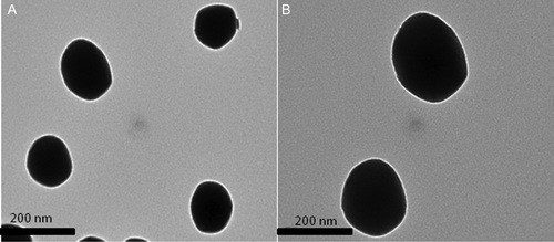 Figure 4. TEM images of poly(NVCL-co-HEMA) NGs.