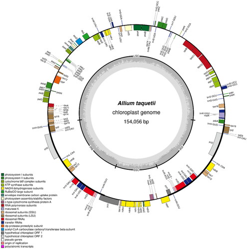 Figure 5. The chloroplast genome map of A. taquetii. The center of the map indicates the species name and length of the chloroplast genome. The outer circle represented the genes, and the inner circle represented the size of the IRs, LSC, and SSC, respectively. Genes with diverse functions are shown in different colors. The dark grey plot of the inner circle represents the GC content, and the grey line in middle represents the 50% threshold.