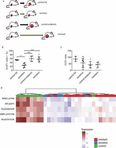 Figure 4. Characterization of AZD8055-sensitive and -resistant mILCs by immunohistochemistry and RPPA analysis. (a) Schematic overview of experimental setup to generate the different tumor groups. Mice were transplanted orthotopically with a 1 mm3 fragment of a mILC from a KEP donor mouse. When tumors reached a diameter of 5 mm, daily treatment with AZD8055 (green arrows) or vehicle control solution (black arrows) was started. AZD8055-sensitive tumors (n = 10) were harvested after 5 days of AZD8055 treatment. AZD8055-resistant tumors (n = 20) were harvested when they progressed on AZD8055 treatment to a diameter of 15 mm. Vehicle-treated control tumors were harvested after 5 days (n = 4) or when they reached a diameter of 15 mm (n = 6). (b) Immunohistochemical quantification of percentages of Ki-67 positive tumor cells in peripheral tumor parts. * p < .05; *** p < .001. (c) Immunohistochemical quantification of number of cleaved caspase 3 (CC3) positive tumor cells per 10 high magnification fields of view. (d) Unsupervised hierarchical clustering analysis of Reverse Phase Protein Array (RPPA) data from 29 KEP tumors (9 control tumors, 5 AZD8055-sensitive tumors, and 15 AZD8055-resistant tumors). The heatmap shows expression levels of selected epitopes representing known PI3K signaling markers. The complete heatmap is shown in Supplementary Fig. S4