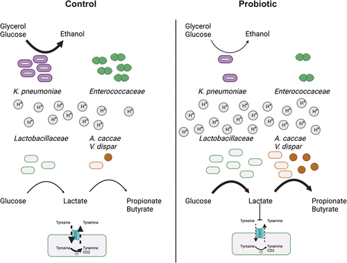 Figure 4. The probiotics supplementation to the ileostoma microbiota alters the metabolic environment and microbiota composition in a pH dependent manner.