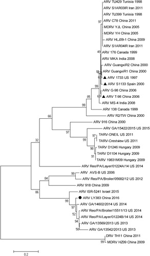 Figure 3. Phylogenetic analysis of amino acid sequences of σC proteins between LY383 and reference ARV strains. LY383 was clustered into a distinct lineage (including US and Israel isolates) from commercial vaccine strains.