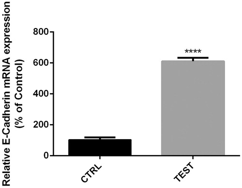 Figure 6. Levels of E-cadherin expression in 60 pmol Snail-1-treated group (test) compared to untreated group (CTRL). Gene expression was measured by qRT-PCR. The results are expressed as mean ± SD (n = 3);****P < 0.0001.
