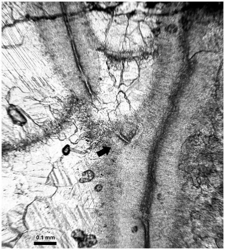 Figure 21. Thamnopora sp. Longitudinal section of the area of increase (see also Figure 20D and its caption), LPB 19366, thin section Bb 1133.