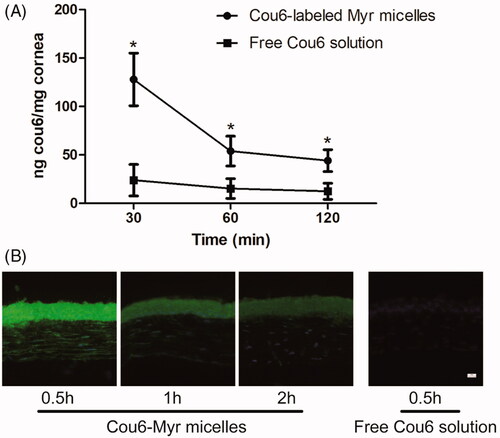 Figure 5. Corneal permeation results in mouse eyes. (A) Cou6 concentration in corneas after administration with 4 eye drops, 5 µl each, 10 min apart. (*compared to the free Coumarin-6 [Cou6] p<.05, n = 8). (B) Fluorescence microscope observation of cornea sections, bar = 10 μm.