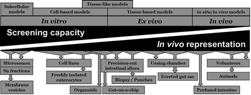 Figure 1. Schematic classification of the current models to study the absorption, distribution, metabolism, excretion, and toxicity properties drugs and xenobiotics in the intestine.