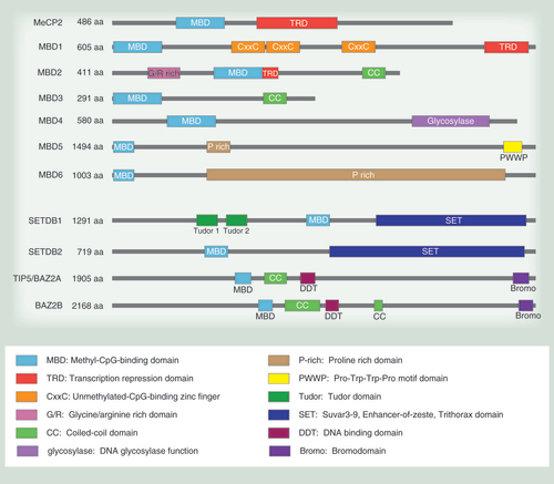 Figure 1.  Characteristic domains of the methyl-binding domain protein family.MBD family proteins function through the combined activity of their DNA binding domains and other catalytic or protein–protein association domains. All MBD family proteins contain the MBD domain. MeCP2, MBD1 and MBD2 have TRD domains that are responsible for transcriptional repression. The predominant isoform of MeCP2 has 486 residues (52 kDa). MBD1 contains 605 residues (66 kDa) and has CxxC domains that modulate DNA binding. MBD2 contains 411 residues (44 kDa) and a CC- and G/R-rich domain that allows protein interaction and posttranslational modification, respectively. MBD3 contains 291 residues (32 kDa) as well as a CC domain similar to MBD2. MBD4 contains 580 residues (66 kDa) and a catalytic glycosylase domain for DNA repair. MBD5 contains 1494 residues (159 kDa) with a PWWP domain that binds methylated histones. MBD6 contains 1003 residues (101 kDa). MBD5 and MBD6 both have P-rich domains. SETDB1 contains 1291 residues (143 kDa) and SETDB2 contains 719 residues (81 kDa). The SET domain provides methyltransferase activity to SETDB1 and 2, while the Tudor domains allow SETDB1 to bind methylated histones. TIP5, also known as BAZ2A, contains 1905 residues (211 kDa) and BAZ2B contains 2168 residues (240 kDa). They both contain bromo and DDT domains that allow acetylated histone and DNA binding capabilities. MeCP2 and MBD1–4 are sized relative to each other.aa: Amino acid(s).