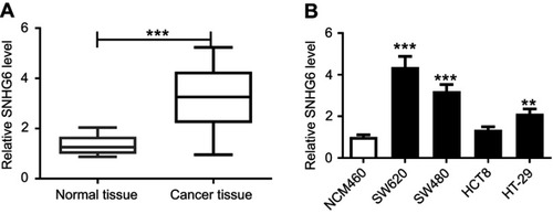 Figure 1 SNHG6 expression was upregulated in CRC tissues and cell lines. qRT-PCR assay was used to assess the expression of SNHG6 in 29 pairs CRC tissues and adjacent noncancerous tissues (A), CRC cell lines (SW480, SW620, HCT8, and HT-29) and human normal colon mucosal epithelial cell line NCM460 (B). **P<0.01 or ***P<0.001 vs normal tissues or NCM460.