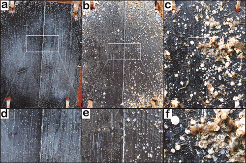 Figure 6. A representative panel from the field test photographed after different immersion times. The left side of the panel was painted with the Cos formulation. The right half was painted with the control formulation. (a) After immersion for 35 days; (b) after immersion for 73 days; (c) after immersion for 388 days. Areas labelled (d), (e) and (f) are magnifications of (a), (b) and (c), respectively.