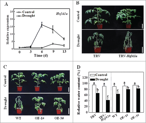 Figure 1. Functional analysis of HsfA1a in response to drought stress in tomato leaves. (A) The expression of HsfA1a in the WT plants under drought stress. Six-wk-old tomato WT Ailsa Craig plants were exposed to dehydration by withholding water. Total RNA was isolated from leaf samples of the WT plants at the indicated times. (B and C) Reduced or increased tomato drought tolerance in TRV-HsfA1a or HsfA1aOE plants. Six-wk-old plants in soils were exposed to dehydration by withholding water for 13 d. Bars: 10 cm. (D) Relative water content (RWC) of the terminal leaflets were determined immediately after 13 d of control or drought treatment in TRV and TRV-HsfA1a plants or WT and HsfA1aOE plants. All data are presented as the means of 5 biological replicates (± SE). Means with the same letter did not significantly differ at P< 0.05 according to Duncan multiple range test. Three independent experiments were performed with similar results. 1# and 3#, 2 lines of HsfA1aOE plants; OE, overexpressing; WT, wild-type.