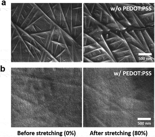 Figure 4. SEM images of (a) natural rubber/AgNW and (b) natural rubber/AgNW/PEDOT:PSS composite films under 0 and 80% tensile strains.